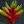 bromeliad.nl