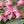 orchideen.ch